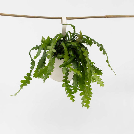 Epiphyllum Anguliger - Zaagcactus - Succulent