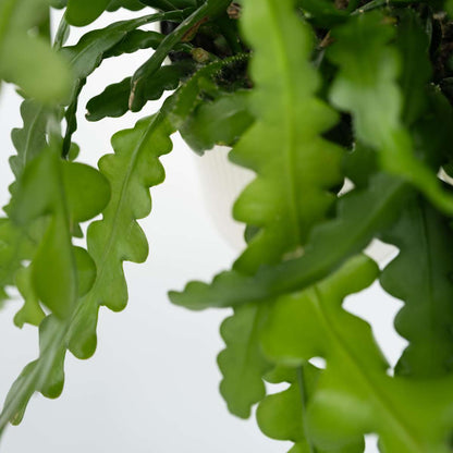 Epiphyllum Anguliger - Set van 2 - Zaagcactus