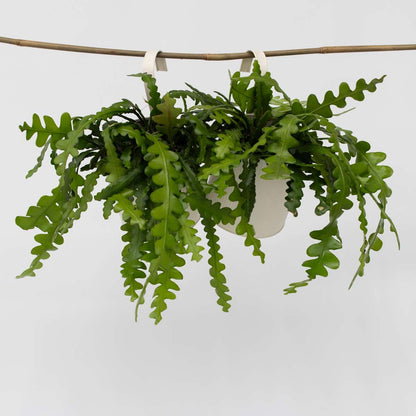 Epiphyllum Anguliger - Set van 2 - Zaagcactus