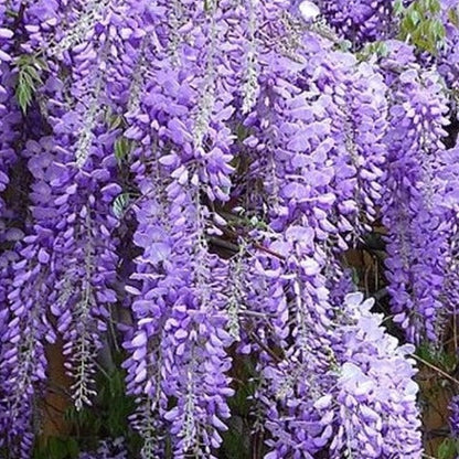 Wisteria sinensis - Blauwe regen