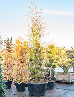 Pseudolarix amabilis