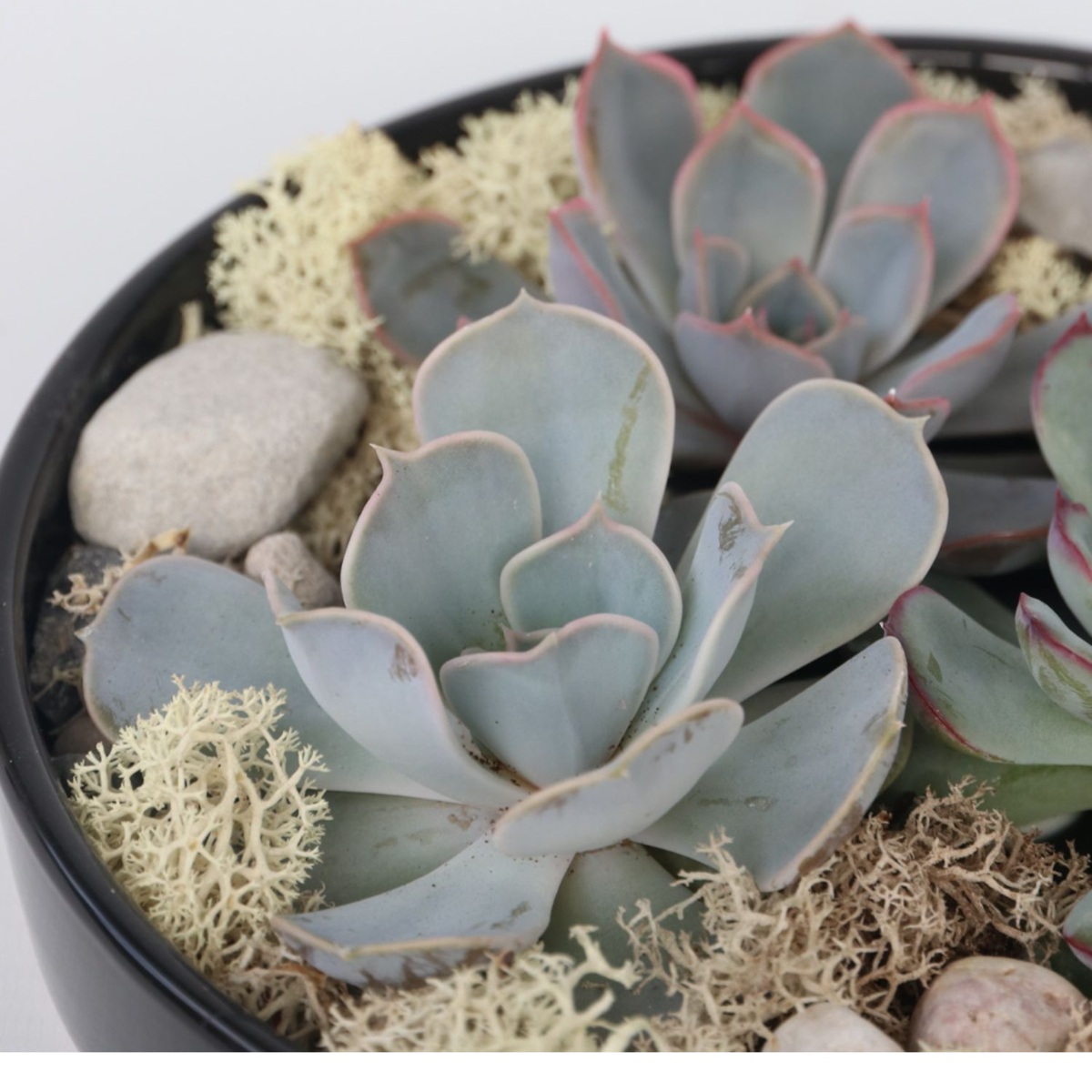 Echeveria - vetplanten op decoratieve schaal - Zwart