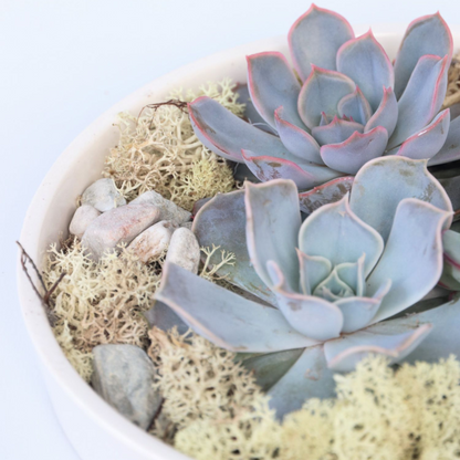 Echeveria - vetplanten op decoratieve schaal - Wit