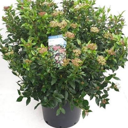 Viburnum tinus - Sneeuwbal