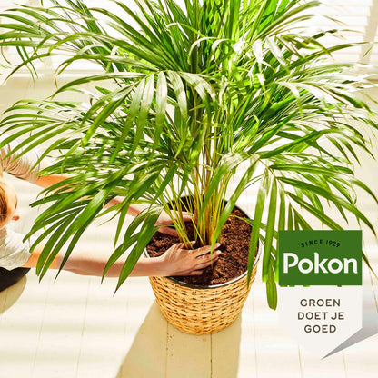 Pokon vloeibare palmvoeding - 250ml