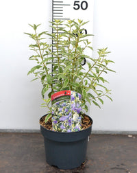 Caryopteris clandonensis ‘White Surprise’ – Blauwbaard