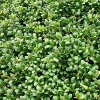Ilex crenata Convexa (lage haag) pakket per meter