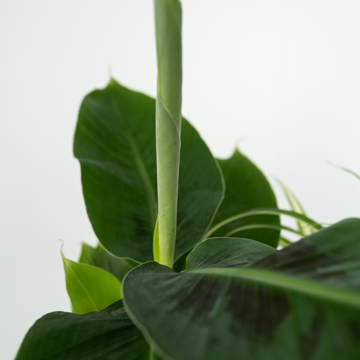 Groen Kwartet - Mix van 4