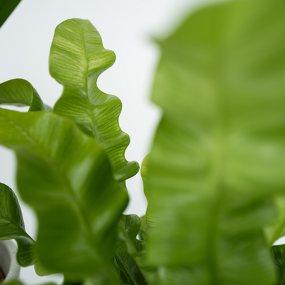 Groen Kwartet - Mix van 4