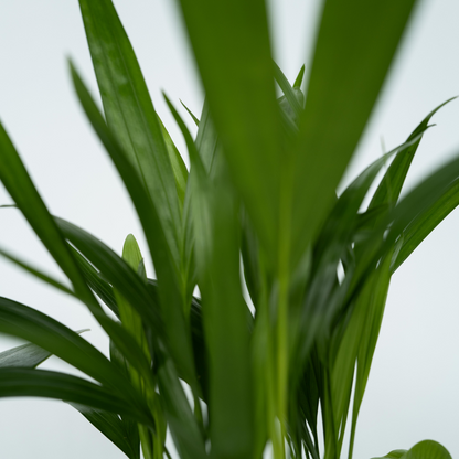 Groen Kwartet - Mix van 4