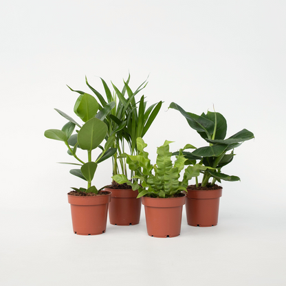 Groen Kwartet - Mix van 4