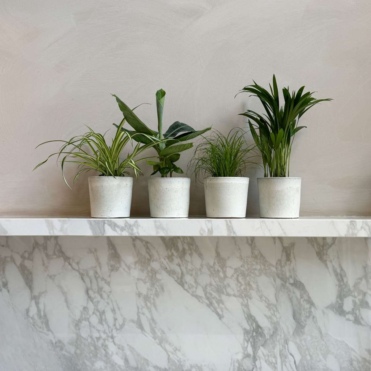 Diervriendelijke planten - Mix van 4