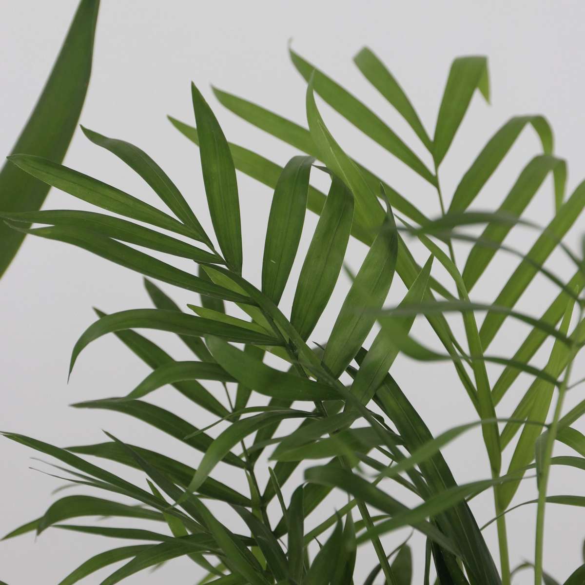 Kamerpalmen XL - Set van 3