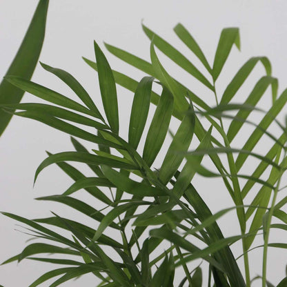 Kamerpalmen XL - Set van 3