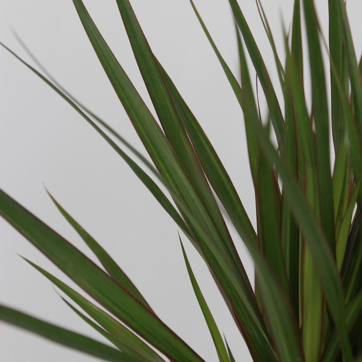 Kamerpalmen XL - Set van 3