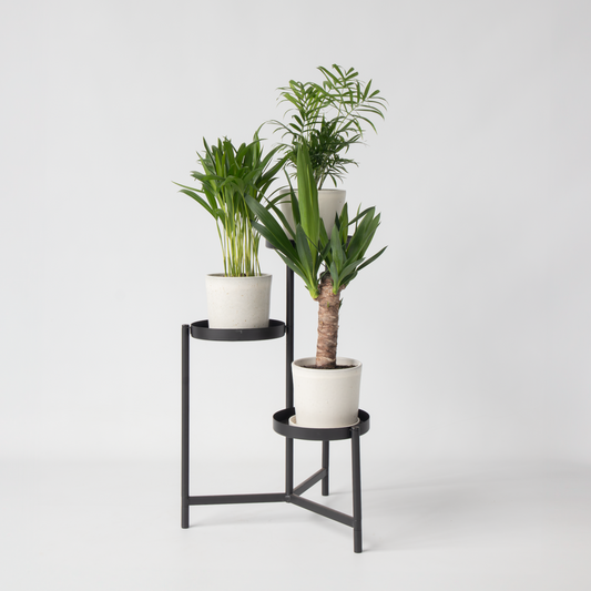 Mini-Palmen - Set van 3