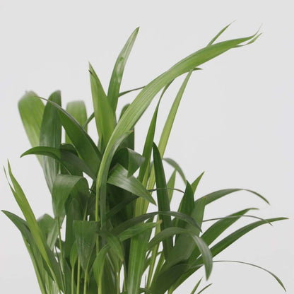 Mini-Palmen - Set van 3