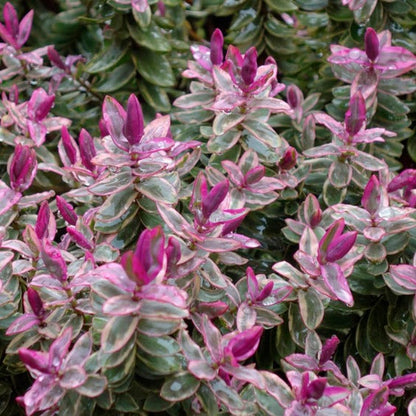 Hebe 'Red Edge' - Struikveronica