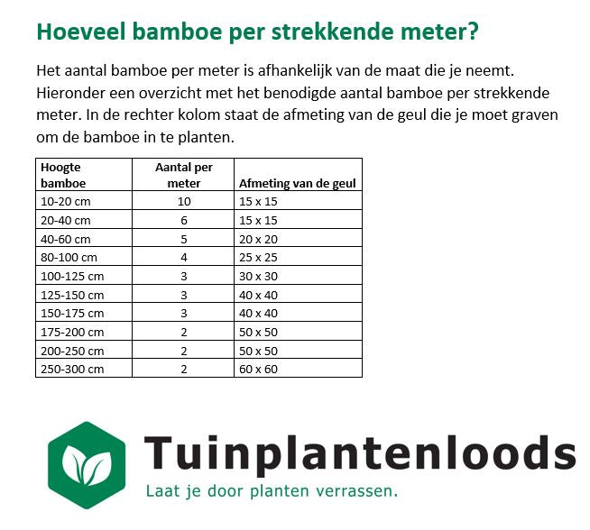 Fargesia rufa - Niet woekerende bamboe