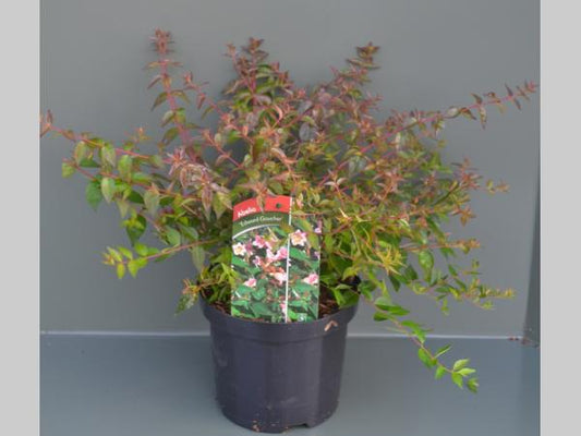 Abelia 'Edward Goucher' 20-30cm