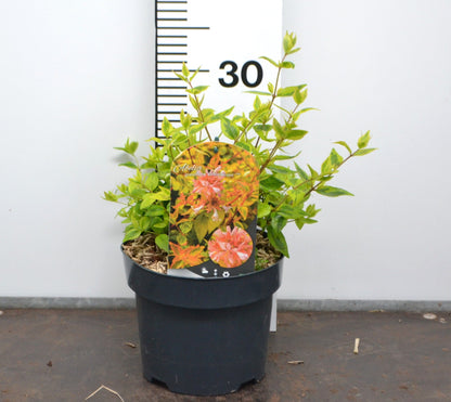Abelia grandiflora 'Kaleidoscope' 20-30cm
