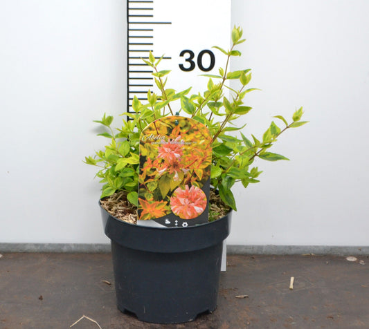 Abelia grandiflora 'Kaleidoscope' 20-30cm