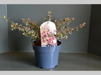 Abelia grandiflora Magic Daydream 20-30cm