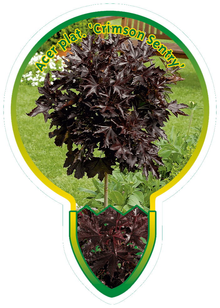 Acer platanoides 'Crimson Sentry' - Rode Esdoorn op stam