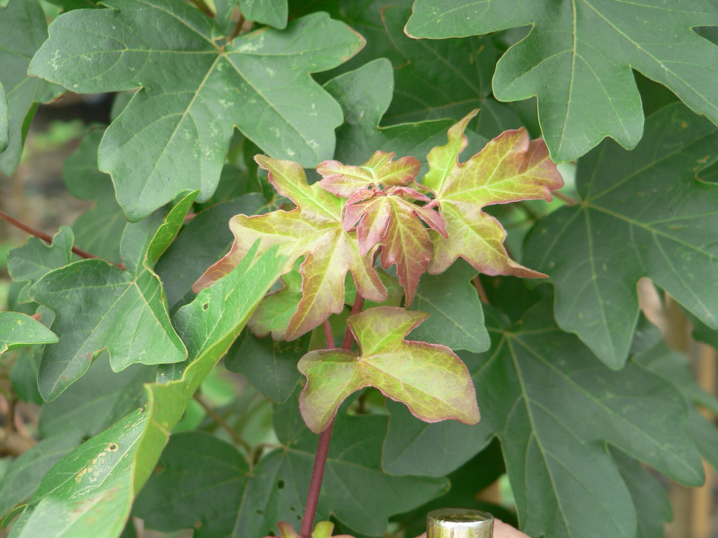 Acer campestre - Veldesdoornhaag blote wortel
