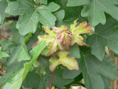 Acer campestre - Veldesdoornhaag blote wortel