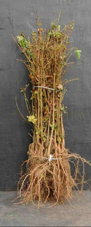Acer campestre - Veldesdoornhaag blote wortel