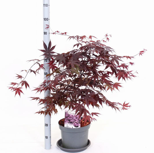 Acer palmatum 'Bloodgood' - Japanse Esdoorn