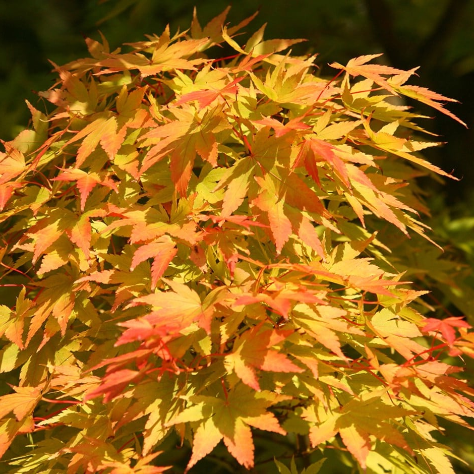 Acer palmatum ‘Sangokaku’ – Japanse esdoorn