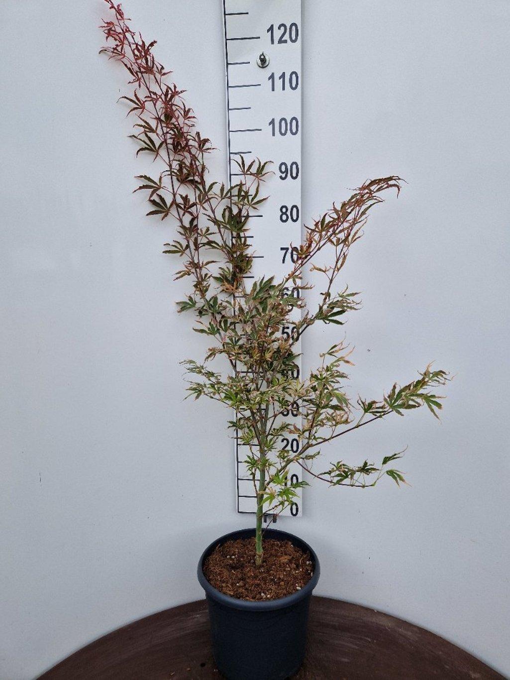 Acer palmatum ‘Shirazz’ – Japanse esdoorn (Struik of op stam)