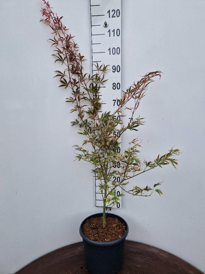 Acer palmatum ‘Shirazz’ – Japanse esdoorn (Struik of op stam)