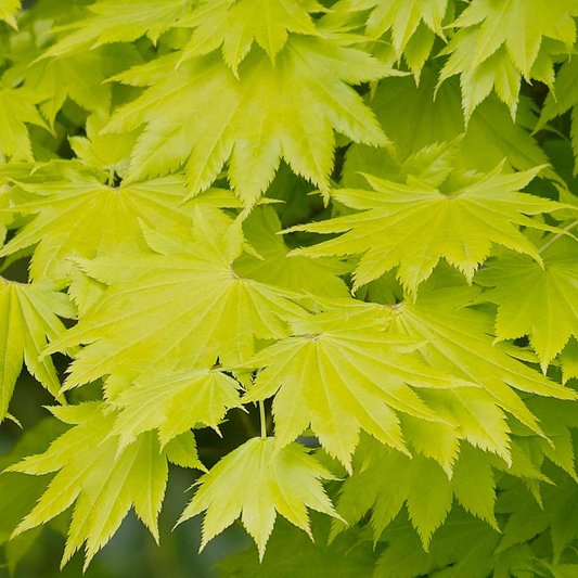 Acer shirasawanum 'Aureum' - Japanse esdoorn (Struik of op stam)