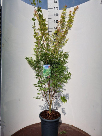 Acer palmatum ‘Sangokaku’ – Japanse esdoorn