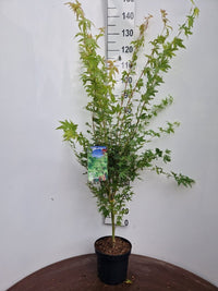 Acer palmatum ‘Sangokaku’ – Japanse esdoorn