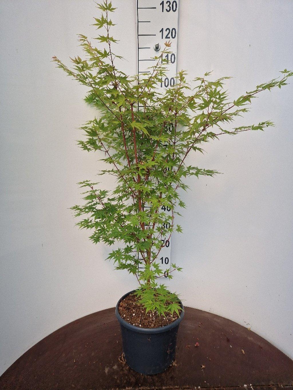 Acer palmatum ‘Sangokaku’ – Japanse esdoorn