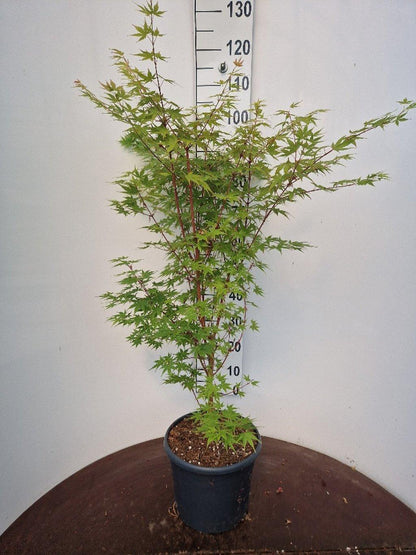 Acer palmatum ‘Sangokaku’ – Japanse esdoorn
