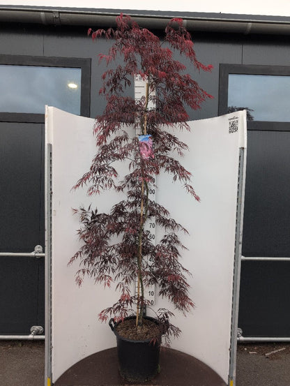Acer palmatum ‘Tamukeyama’ – Japanse esdoorn (Spil of op stam)