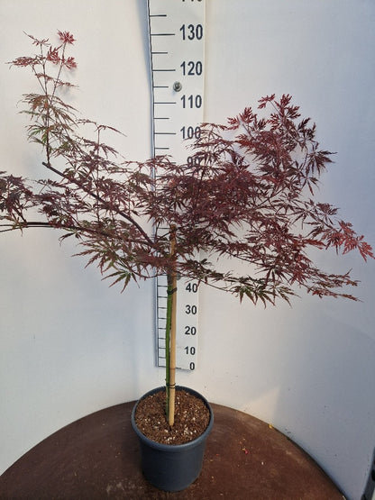 Acer palmatum ‘Tamukeyama’ – Japanse esdoorn (Spil of op stam)