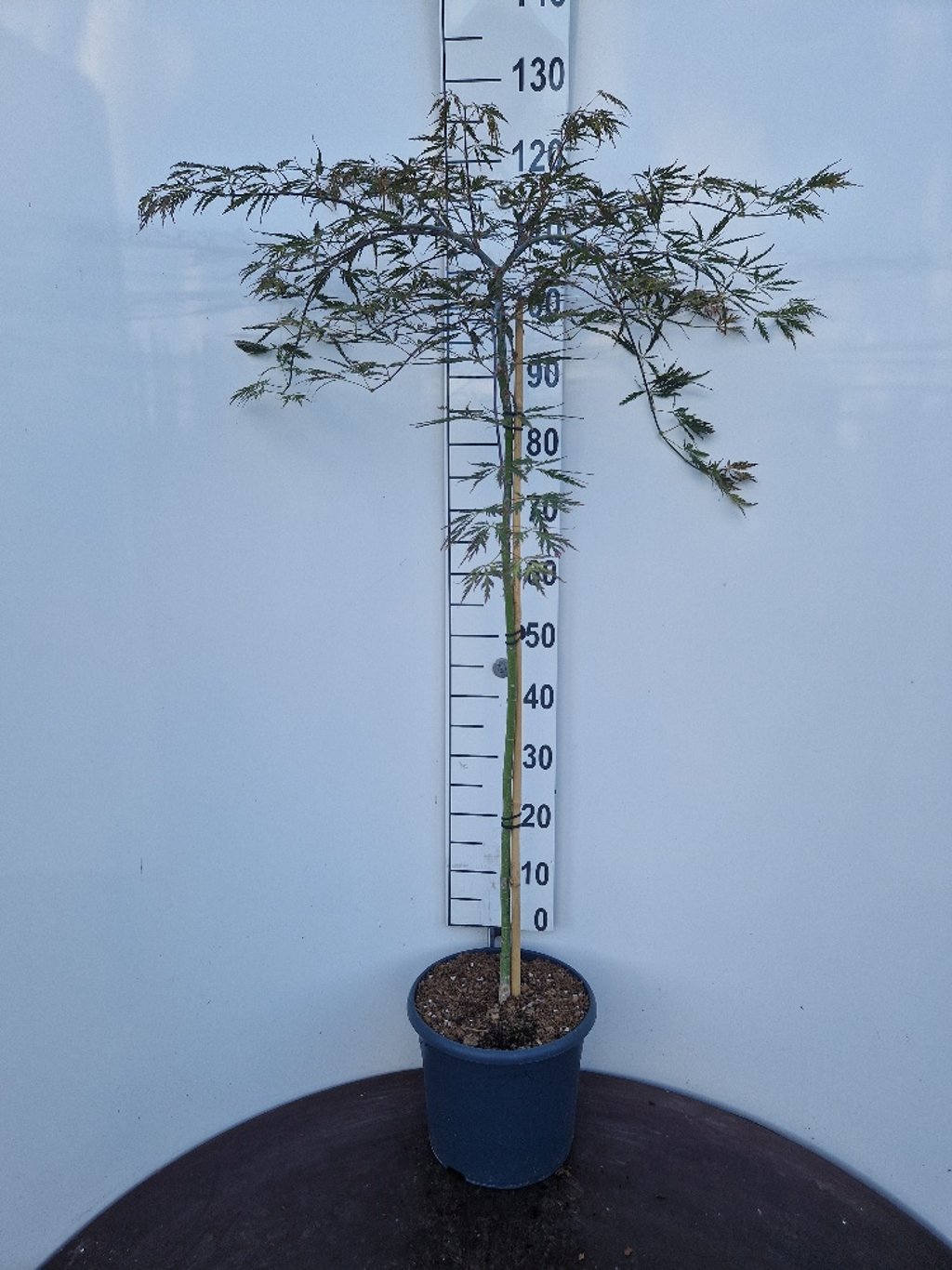 Acer palmatum ‘Tamukeyama’ – Japanse esdoorn (Spil of op stam)