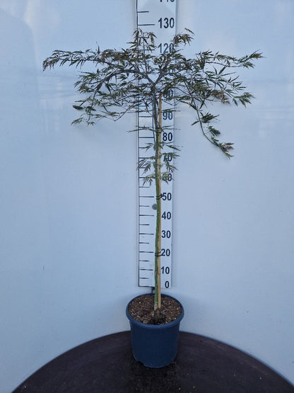 Acer palmatum ‘Tamukeyama’ – Japanse esdoorn (Spil of op stam)