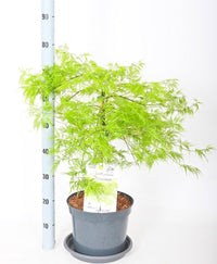 Acer palmatum 'Dissectum' - Japanse Esdoorn