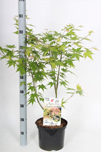 Acer palmatum 'Oridono-nishiki' - Bonte Japanse Esdoorn