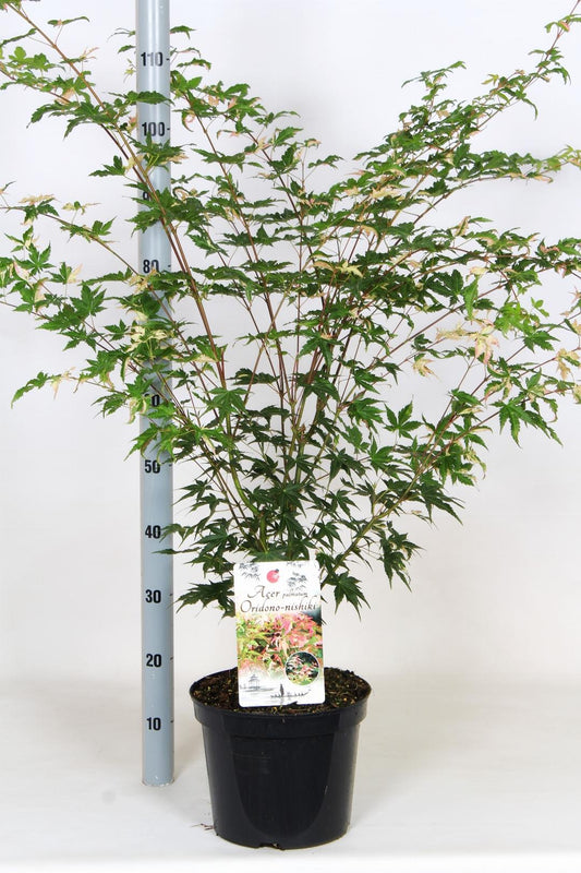 Acer palmatum 'Oridono-nishiki' - Bonte Japanse Esdoorn