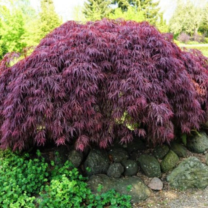 Acer palmatum Garnet op stam -  Japanse Esdoorn