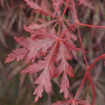 Acer palmatum Garnet op stam -  Japanse Esdoorn