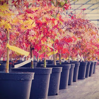 Acer palmatum Garnet -  Japanse Esdoorn